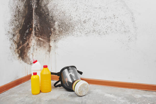 Best Crawl Space Mold Removal  in Weedpatch, CA