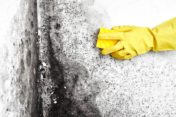 Best Office Mold Removal Services  in Weedpatch, CA