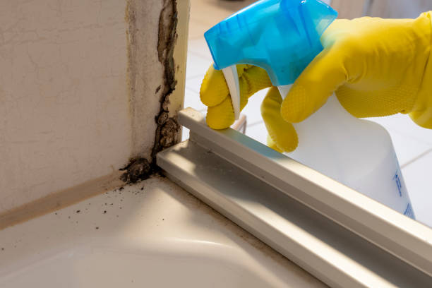 Best Same-Day Mold Removal  in Weedpatch, CA