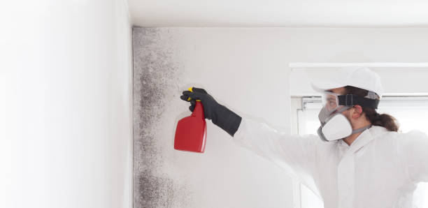 Best Attic Mold Removal  in Weedpatch, CA