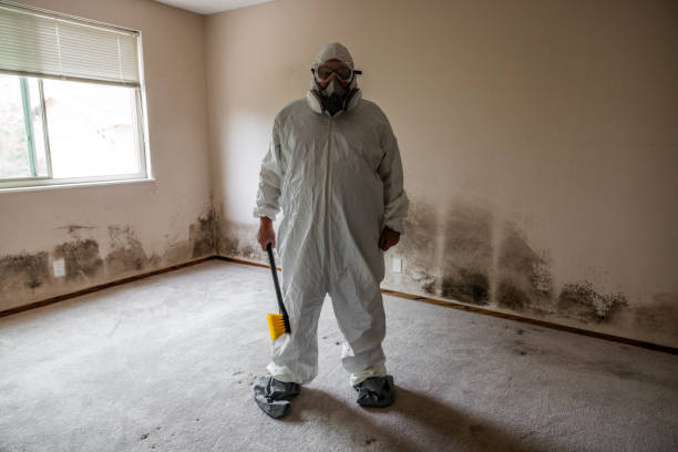Professional Mold Removal in Weedpatch, CA