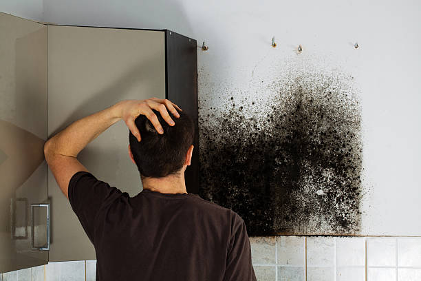 Best Mold Removal Company Near Me  in Weedpatch, CA