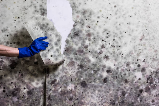 Best Home Mold Removal  in Weedpatch, CA